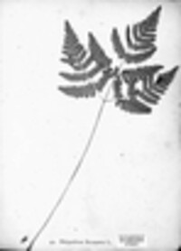 Gymnocarpium dryopteris image